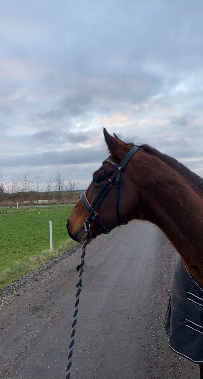 DSP Boliviano (Cas) billede 15