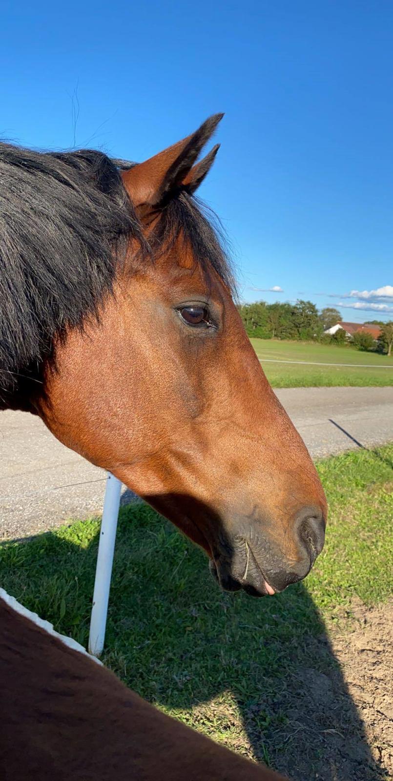 DSP Boliviano (Cas) billede 17
