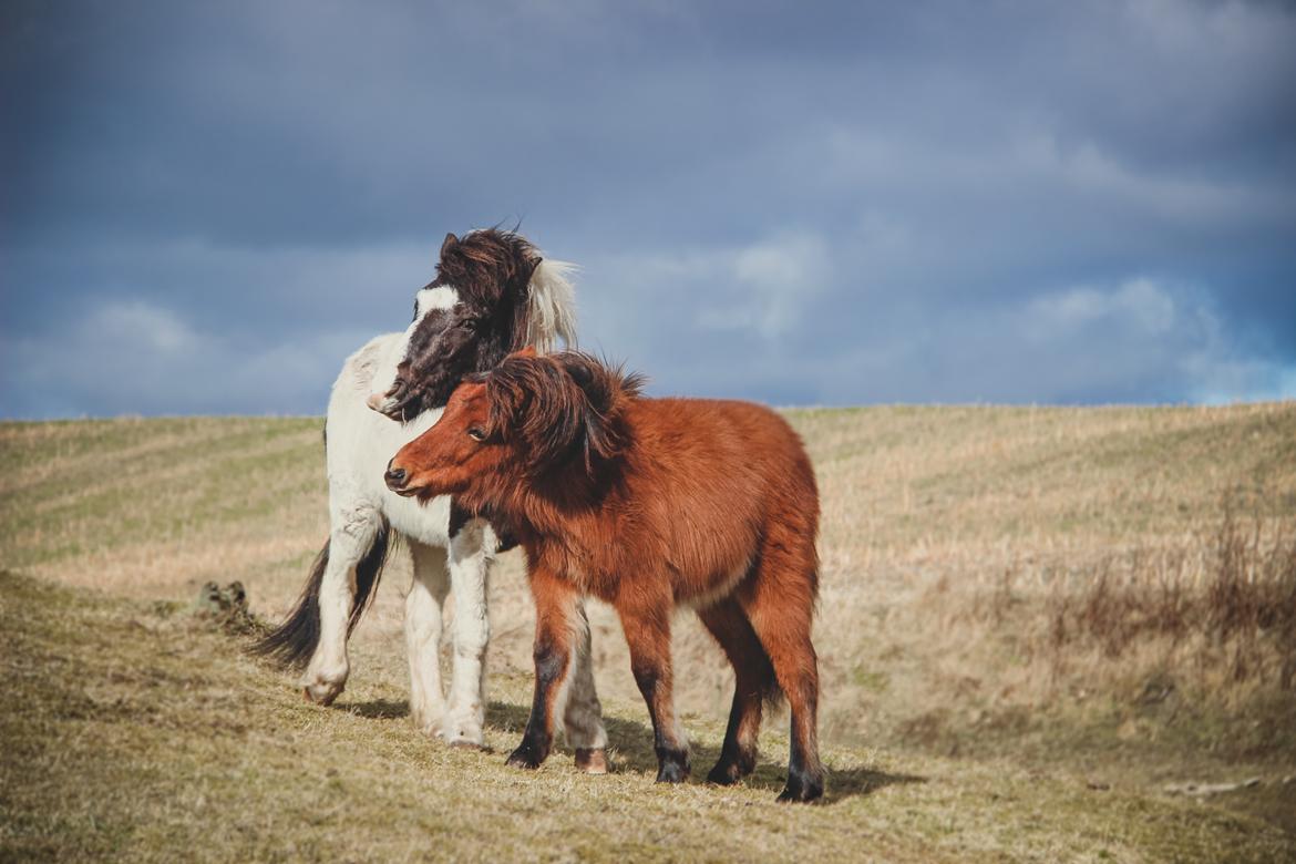 Islænder Viggó fra Bredgaard billede 5