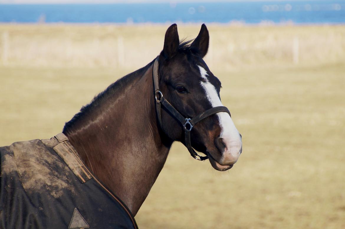 New Forest Lukas Søblink billede 1