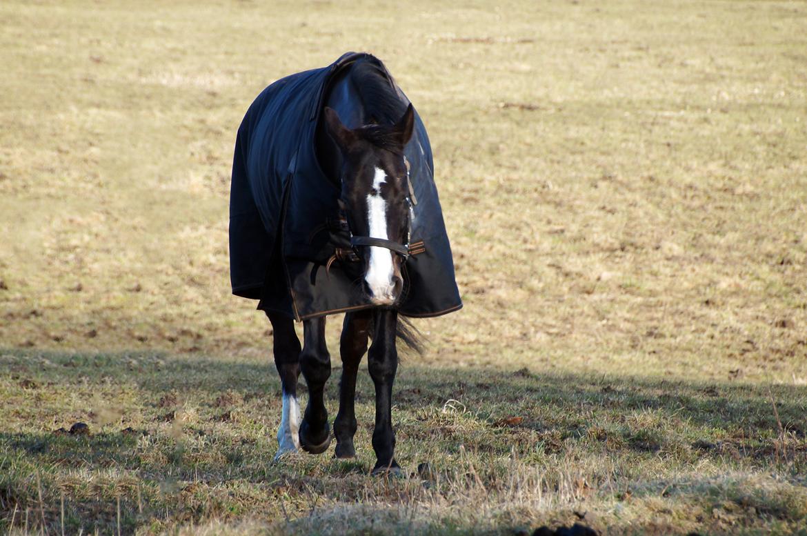 New Forest Lukas Søblink billede 4