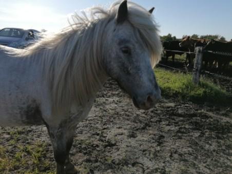 Shetlænder cody billede 3