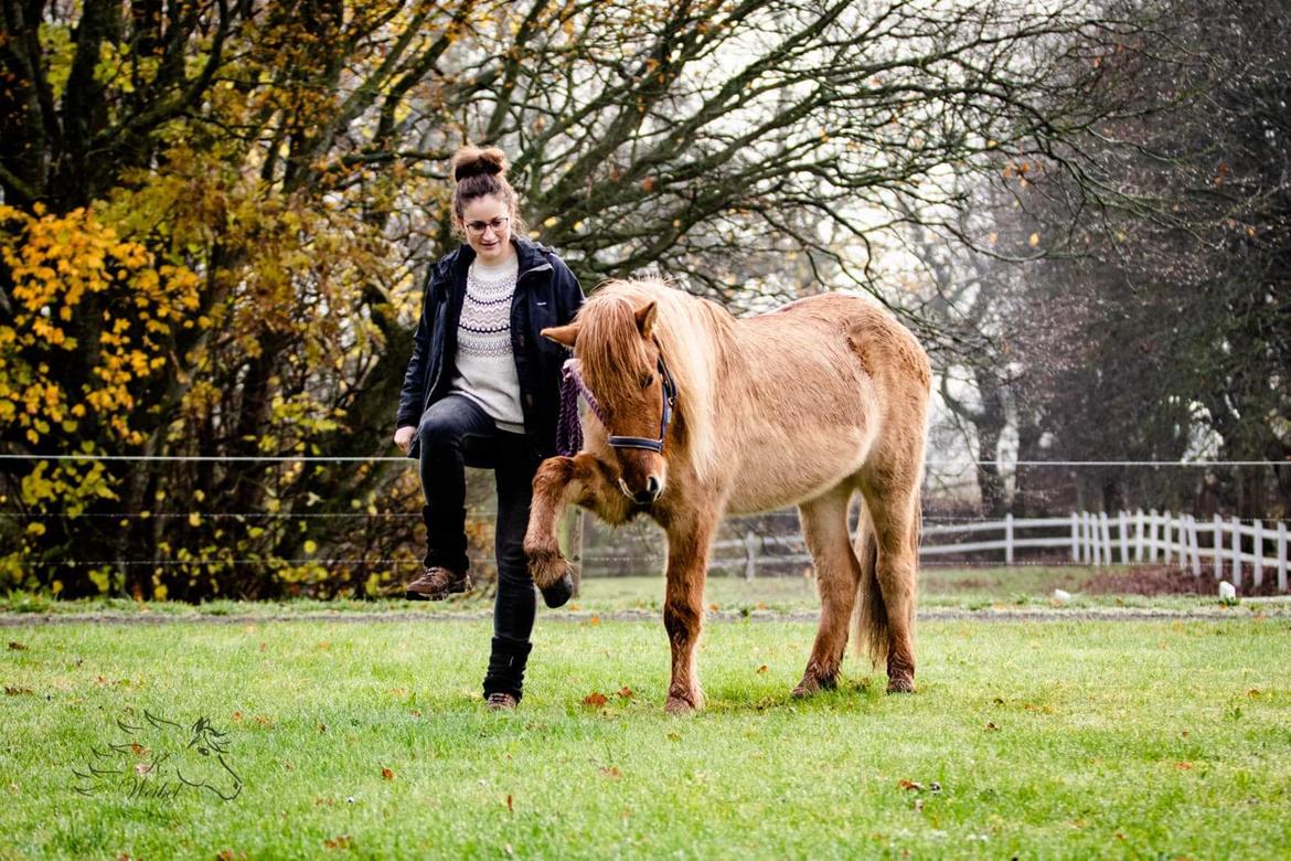 Islænder Abel Fra Terp billede 1