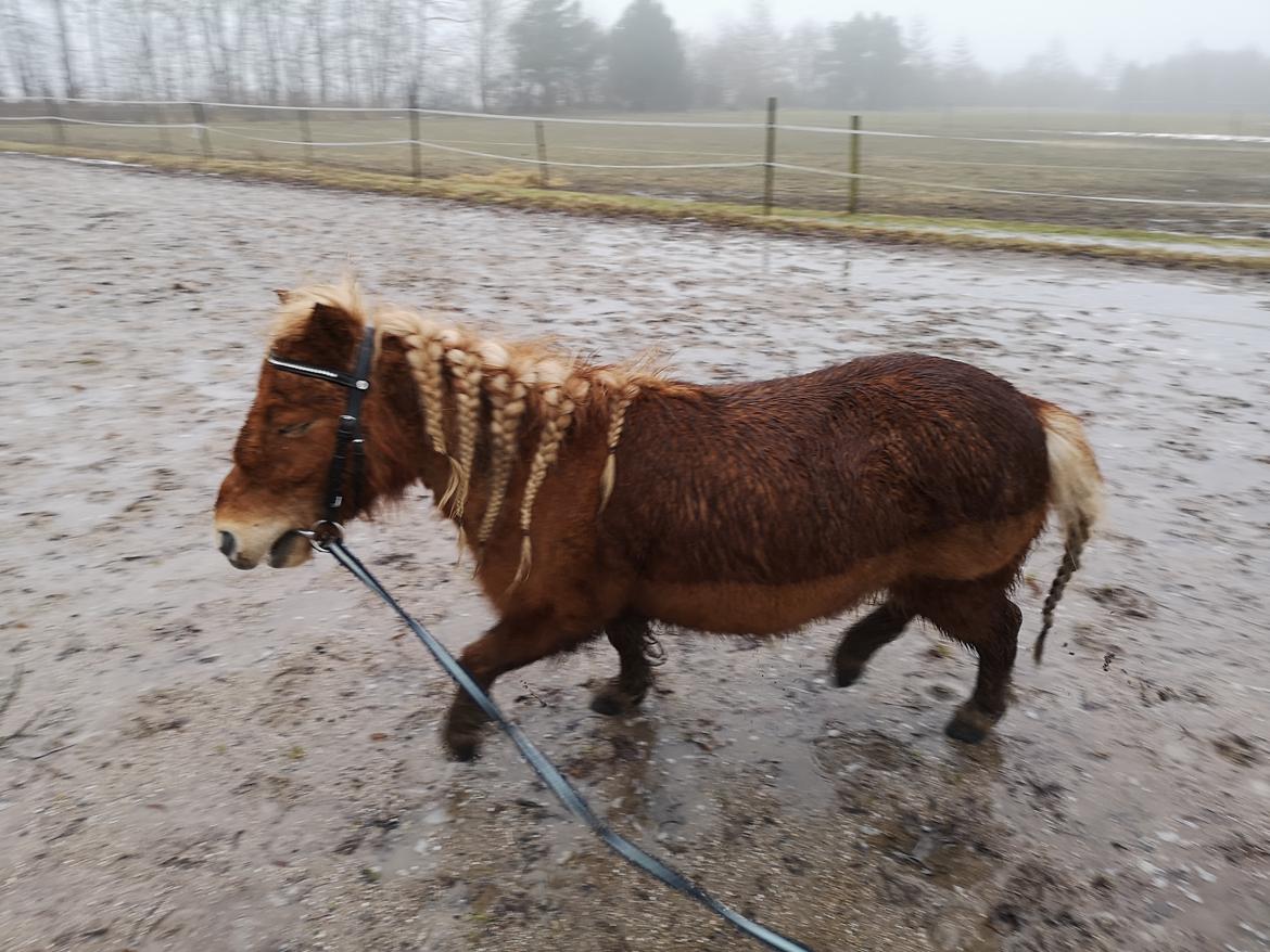 Shetlænder I Bølle [Lånepony] billede 39