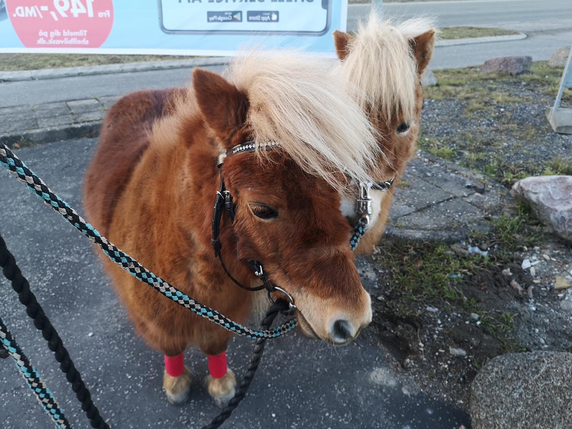 Shetlænder I Bølle [Lånepony] billede 31