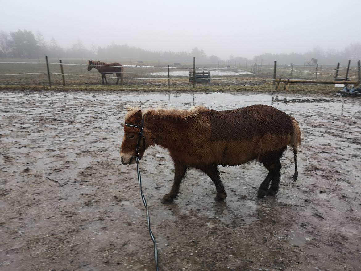 Shetlænder I Bølle [Lånepony] billede 38