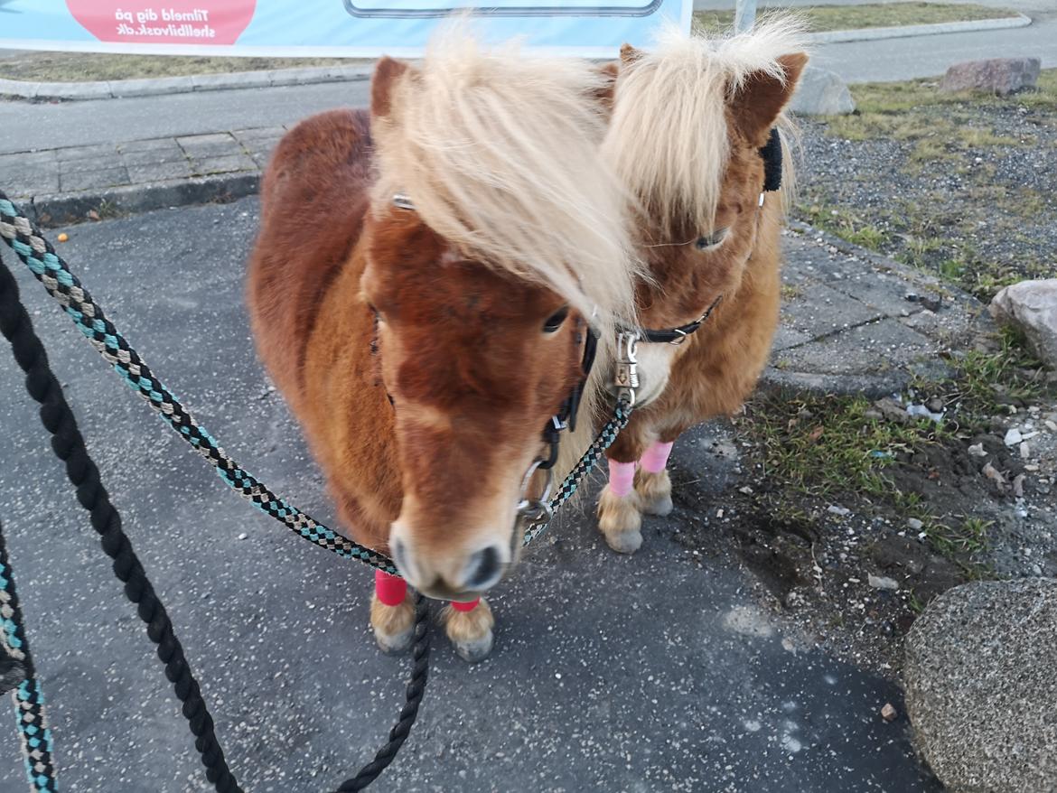 Shetlænder I Bølle [Lånepony] billede 30