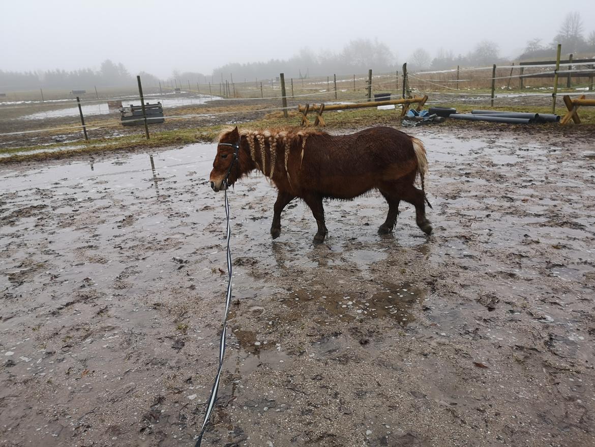 Shetlænder I Bølle [Lånepony] billede 40