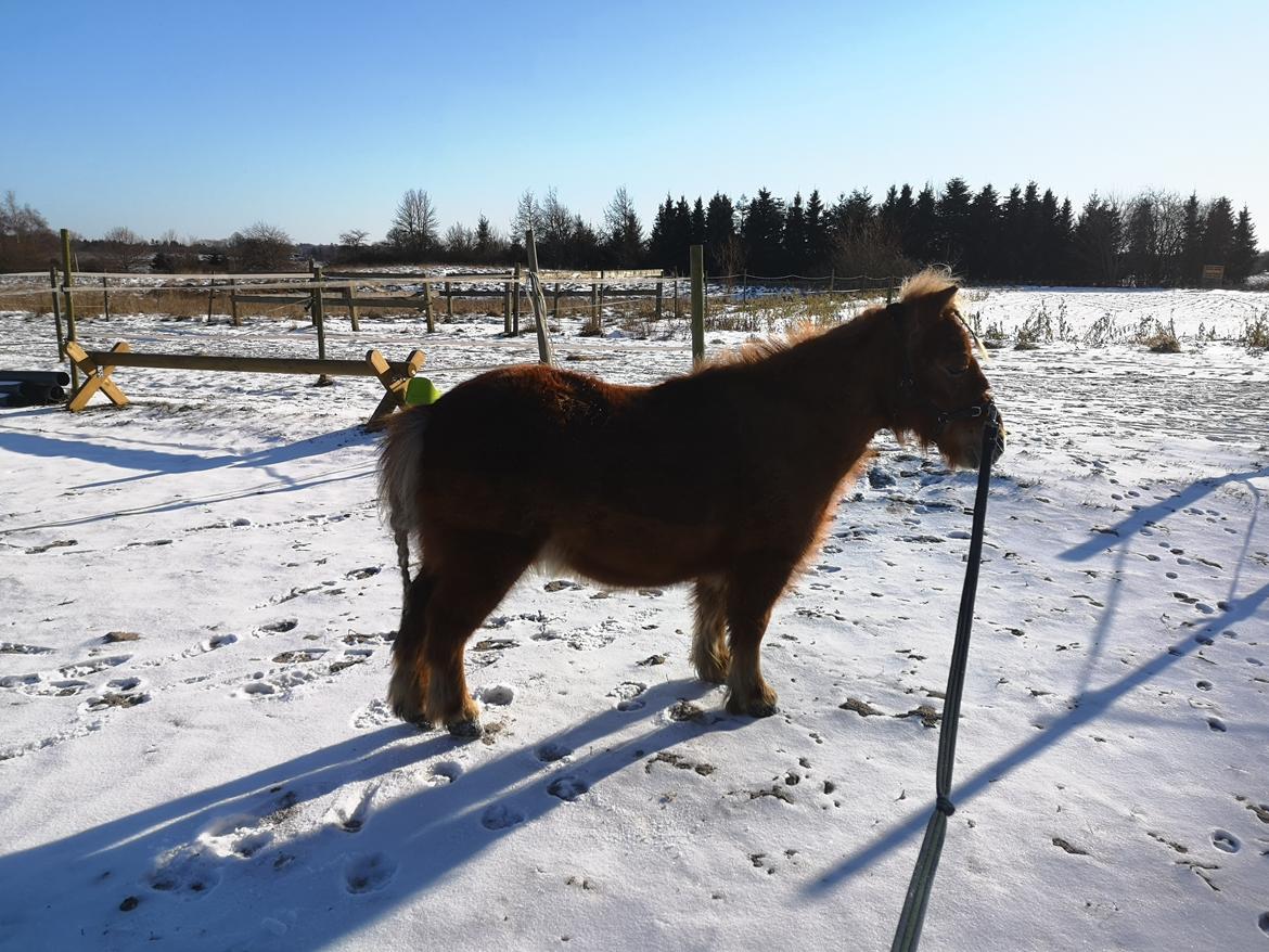Shetlænder I Bølle [Lånepony] billede 42