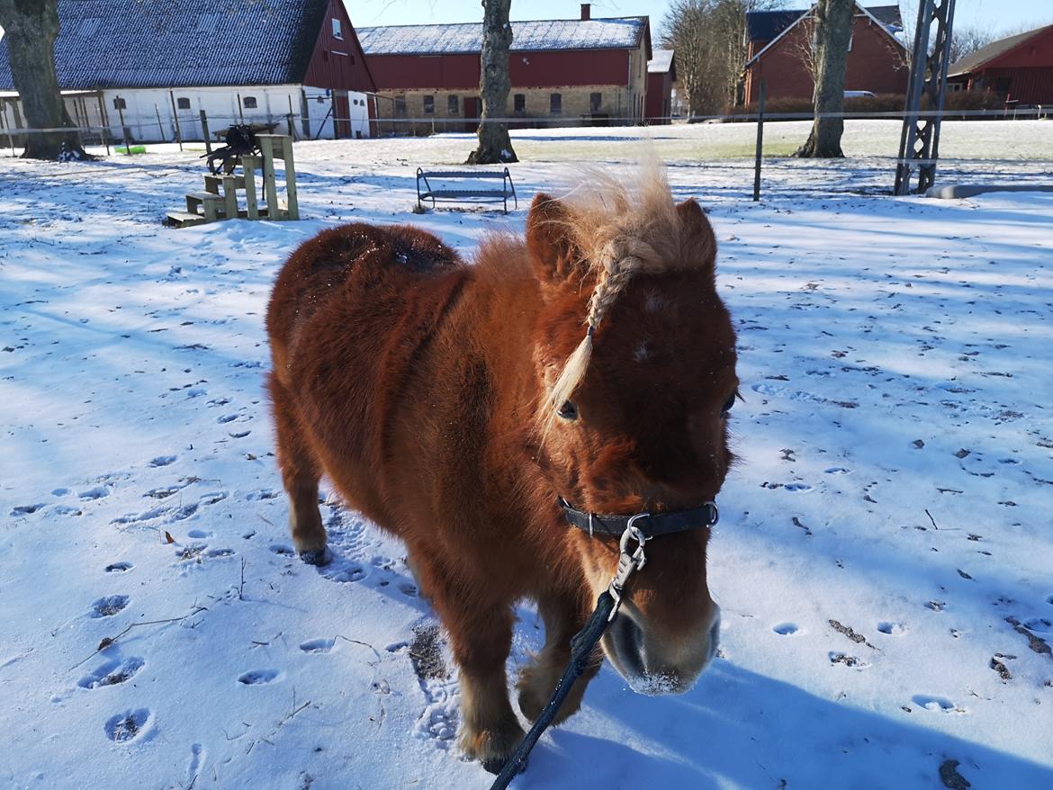 Shetlænder I Bølle [Lånepony] billede 41