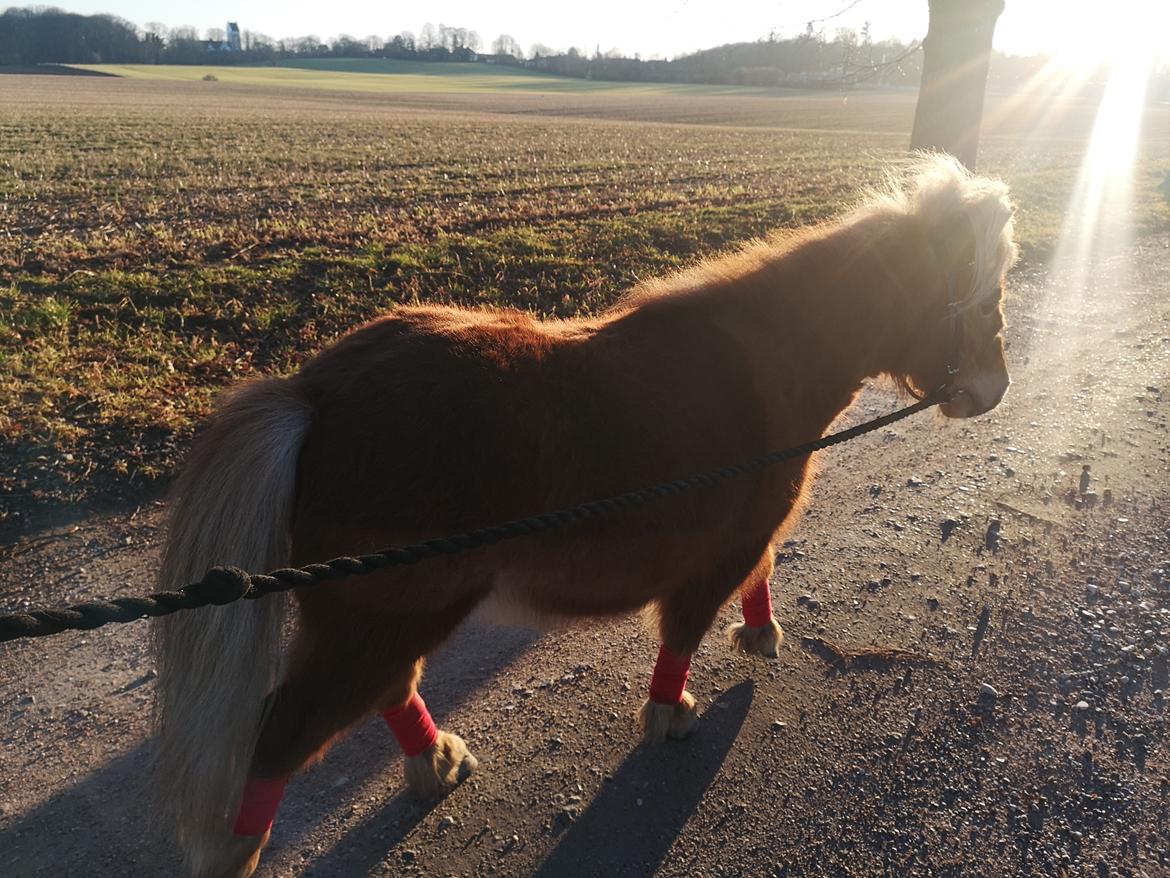 Shetlænder I Bølle [Lånepony] billede 32