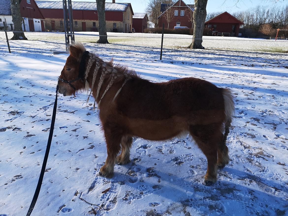 Shetlænder I Bølle [Lånepony] billede 10