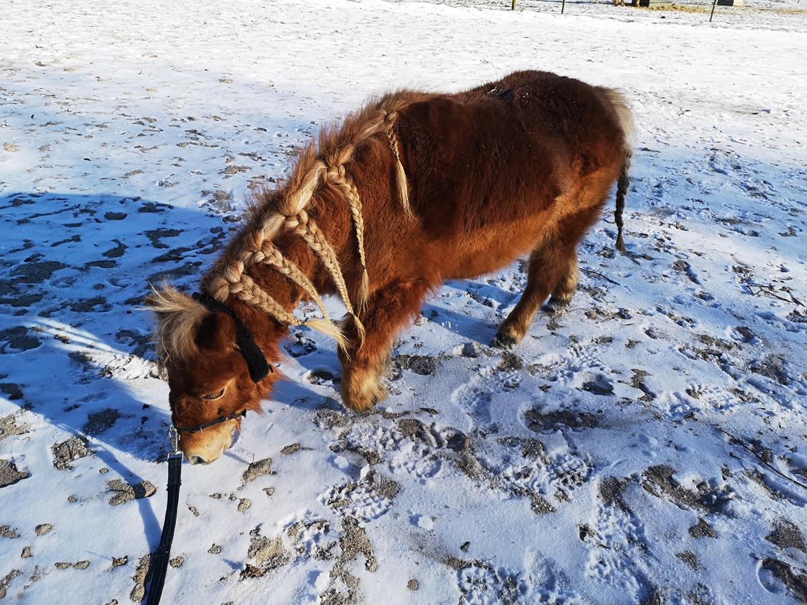 Shetlænder I Bølle [Lånepony] billede 9