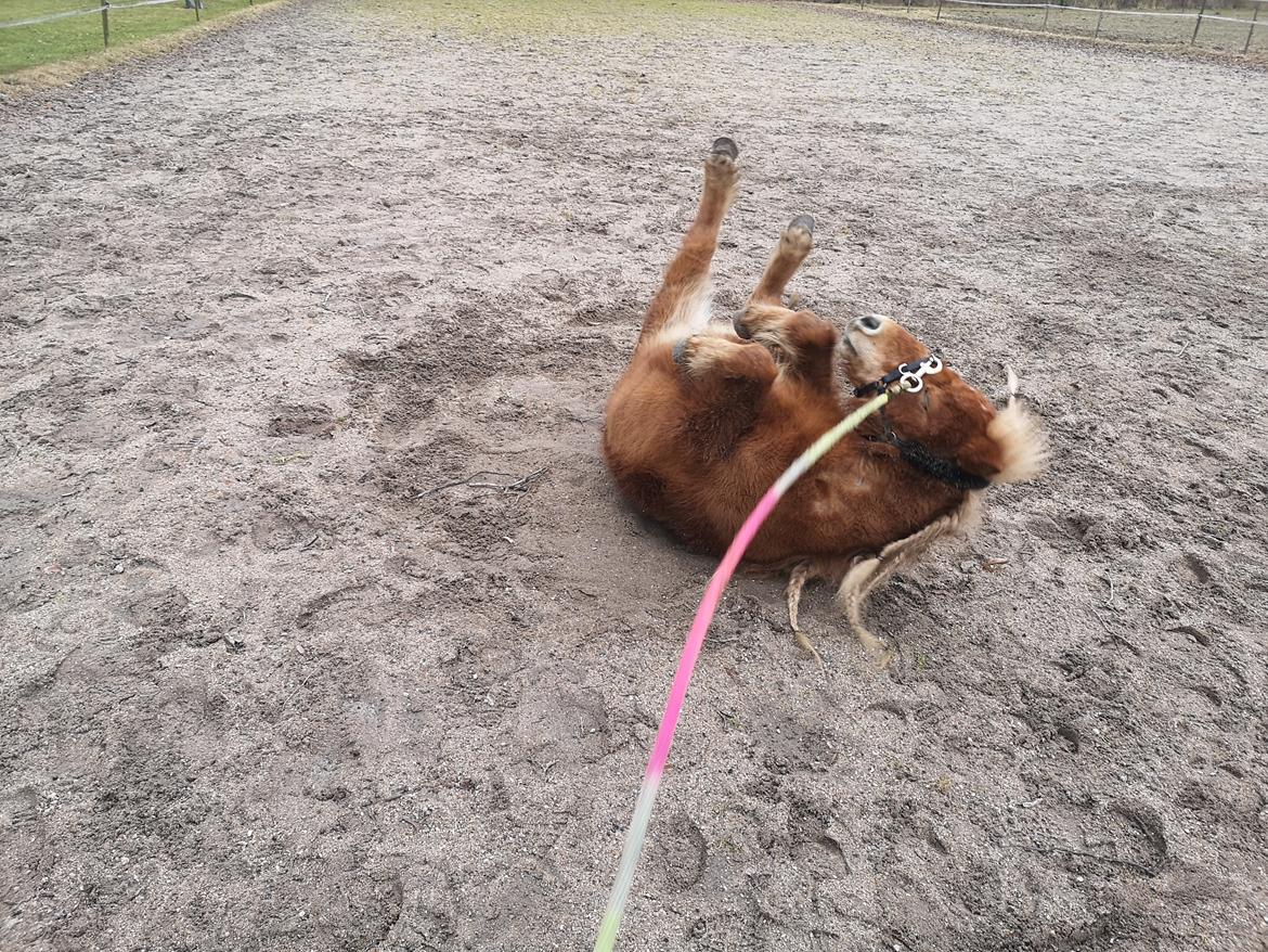 Shetlænder I Bølle [Lånepony] billede 34