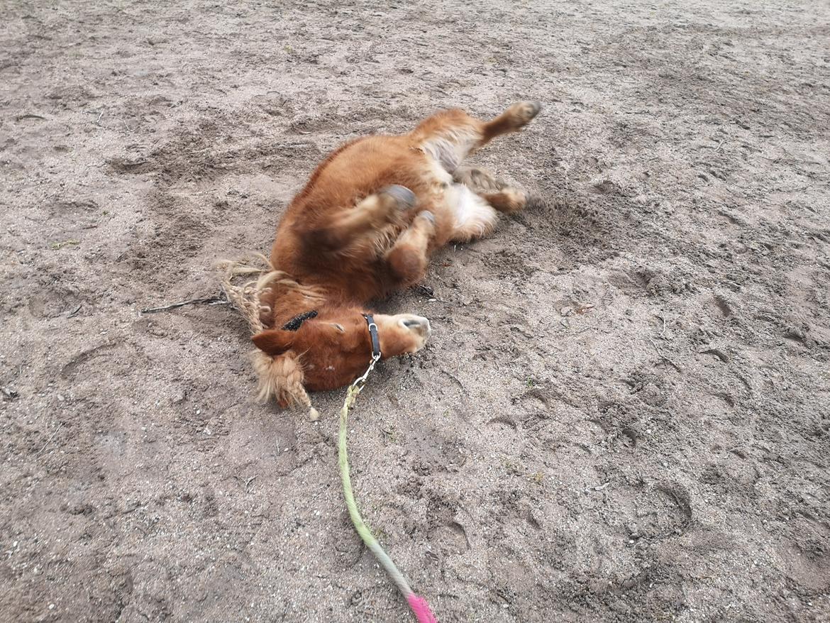 Shetlænder I Bølle [Lånepony] billede 35