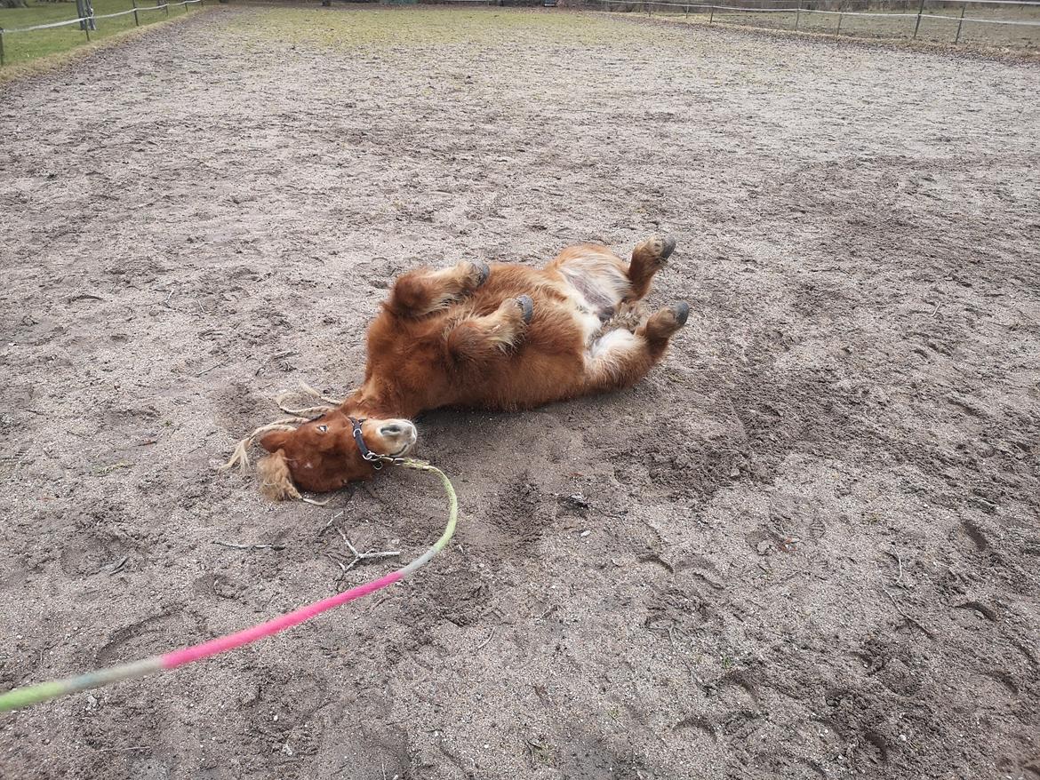 Shetlænder I Bølle [Lånepony] billede 37