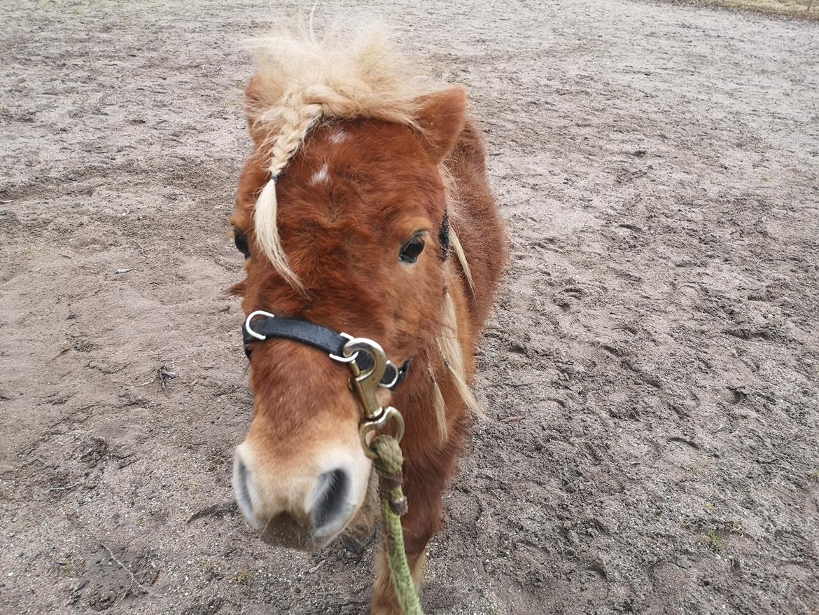 Shetlænder I Bølle [Lånepony] billede 33