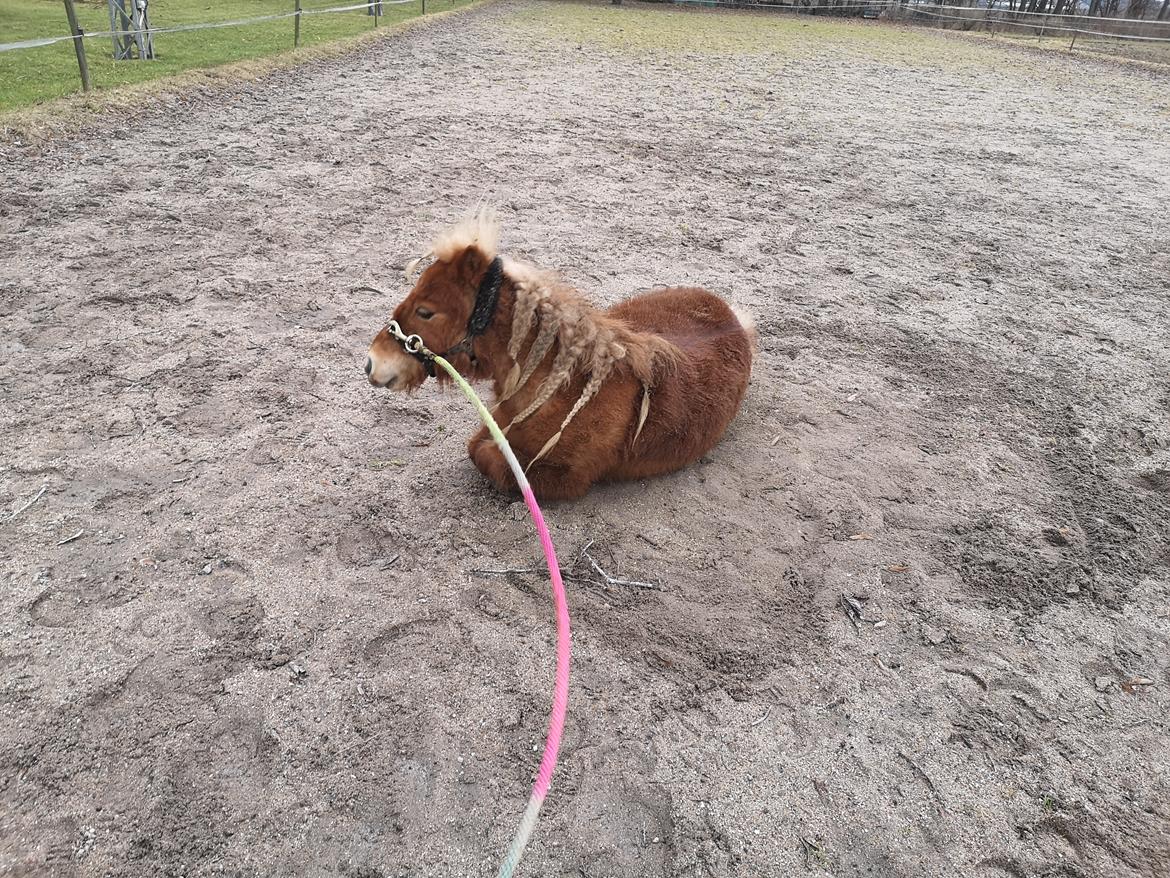 Shetlænder I Bølle [Lånepony] billede 36