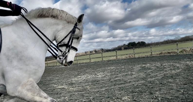 Lusitano Gladiador billede 16