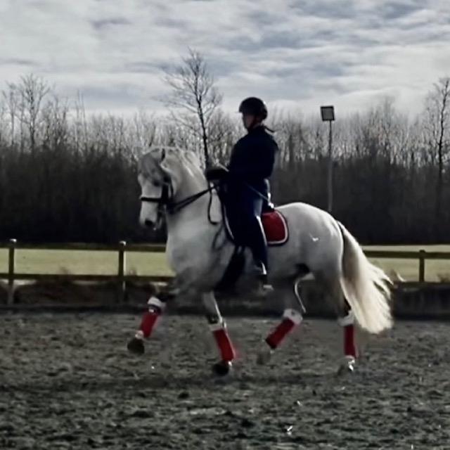 Lusitano Gladiador billede 17