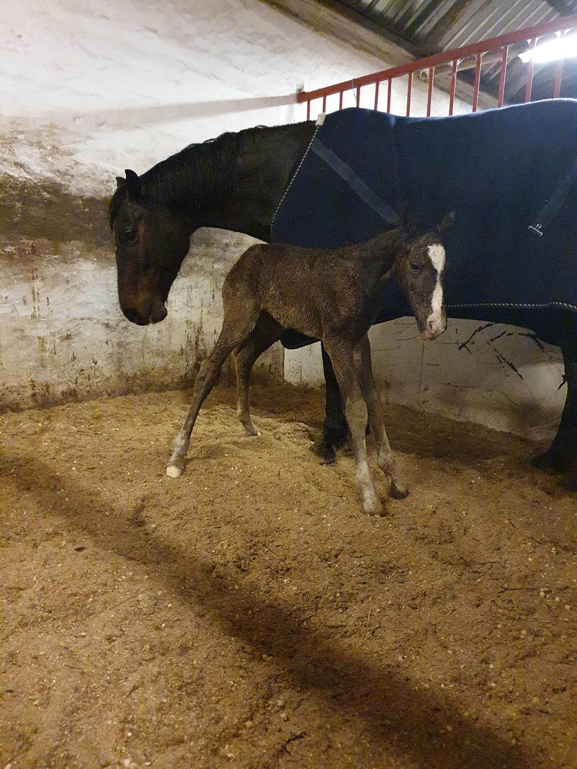 Welsh Partbred (Sec F) Struntze's fabulous painted billede 4