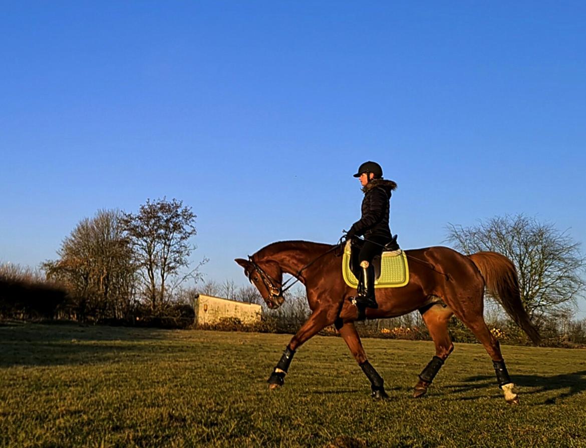 Hannoveraner Donna  billede 2