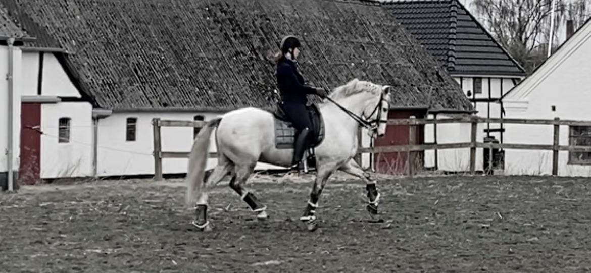 Lusitano Gladiador billede 20