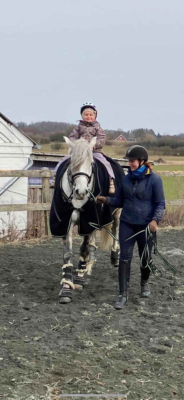 Lusitano Gladiador billede 24