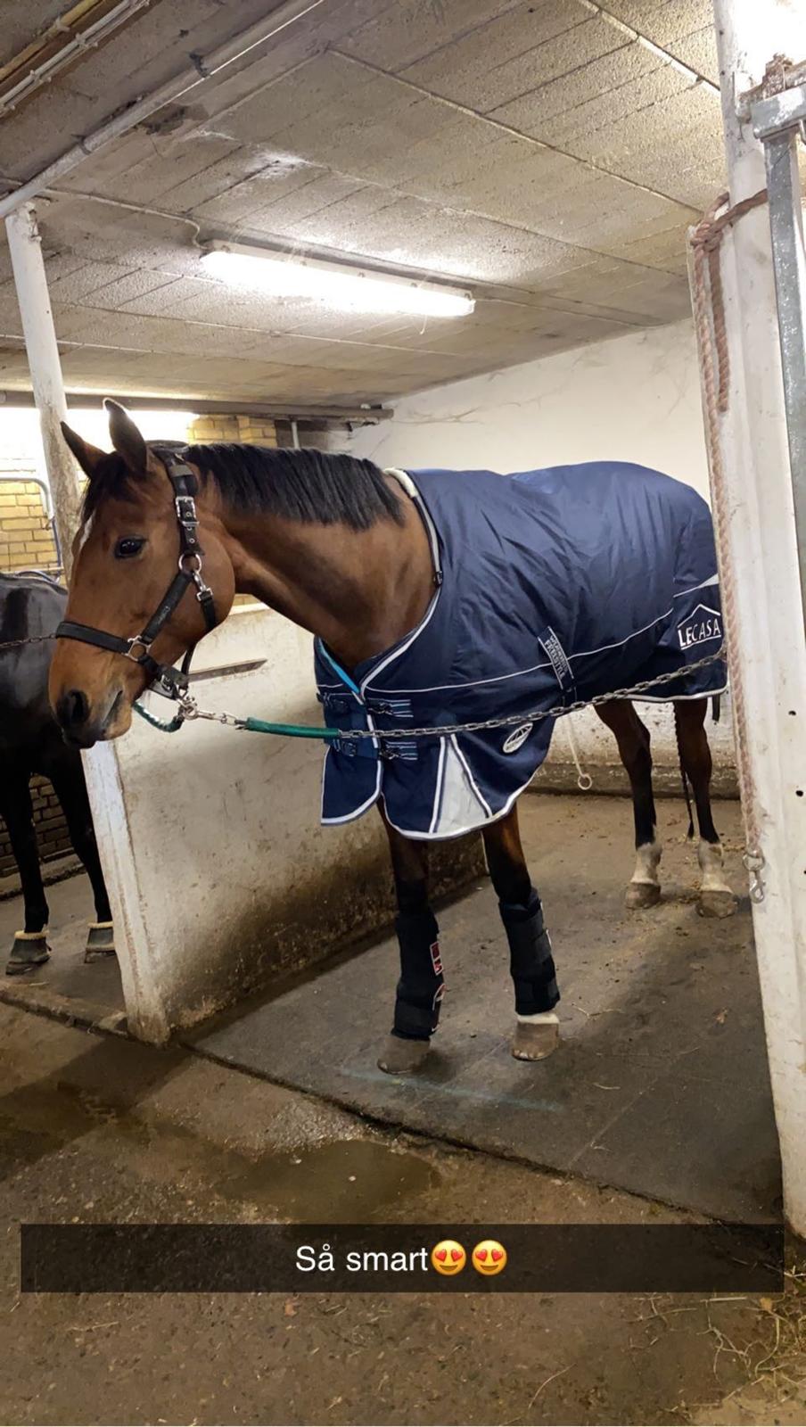 Dansk Varmblod Patchouli billede 16