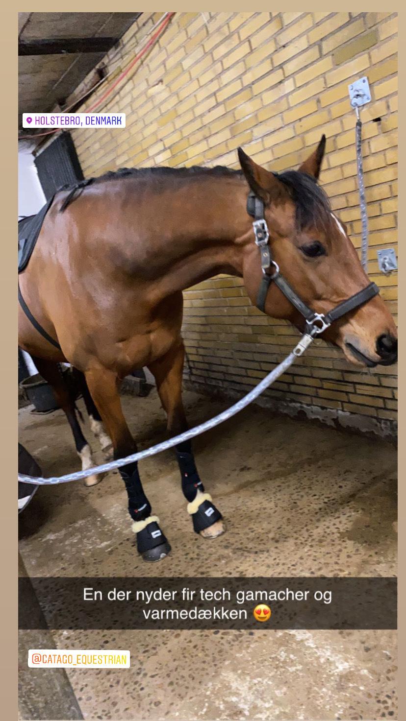 Dansk Varmblod Patchouli billede 14