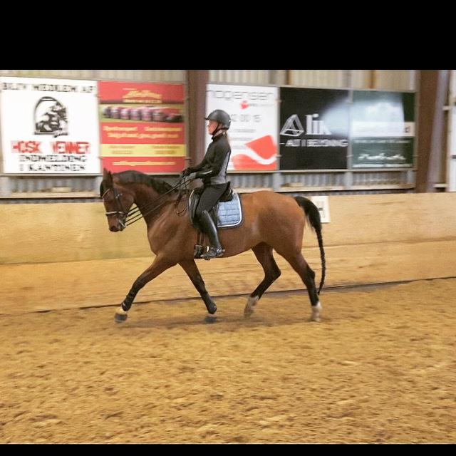 Dansk Varmblod Patchouli billede 17