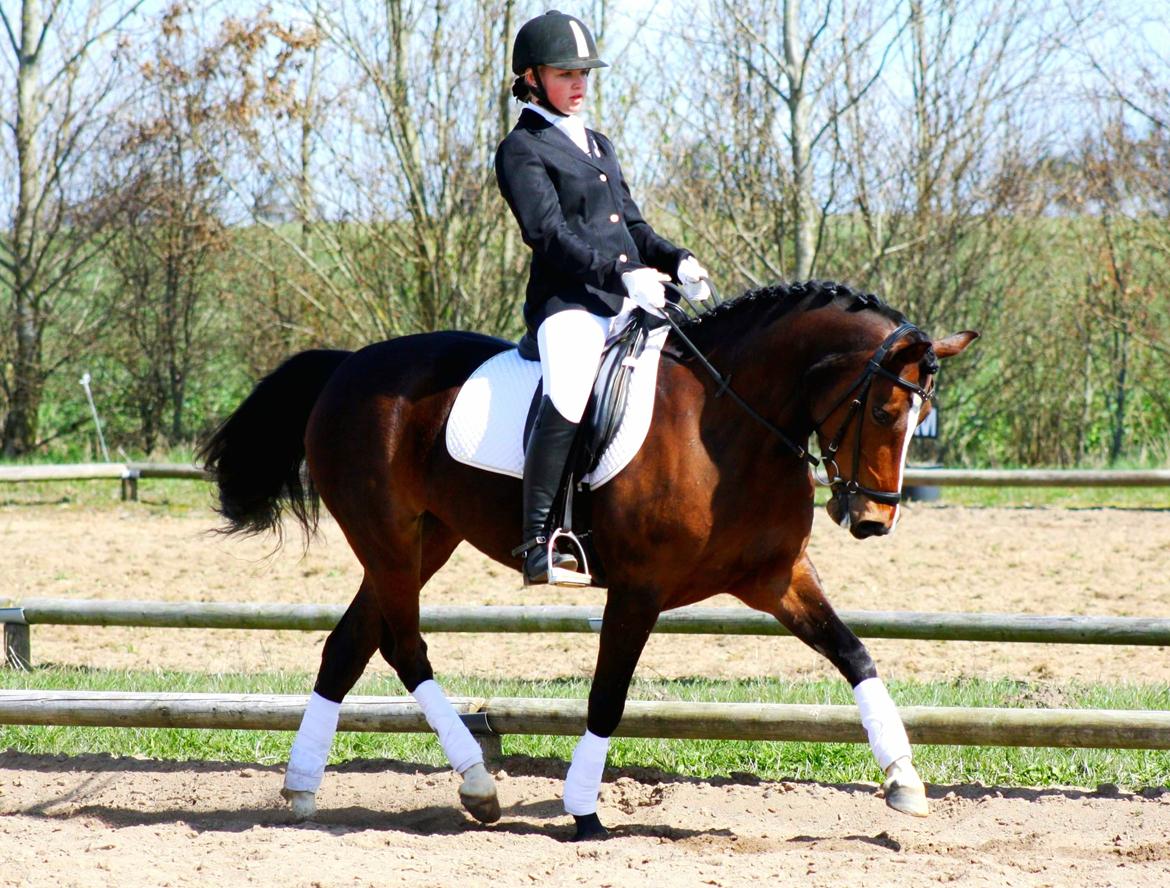 Welsh Partbred (Sec F) Miss Daisy (SOLGT) billede 17