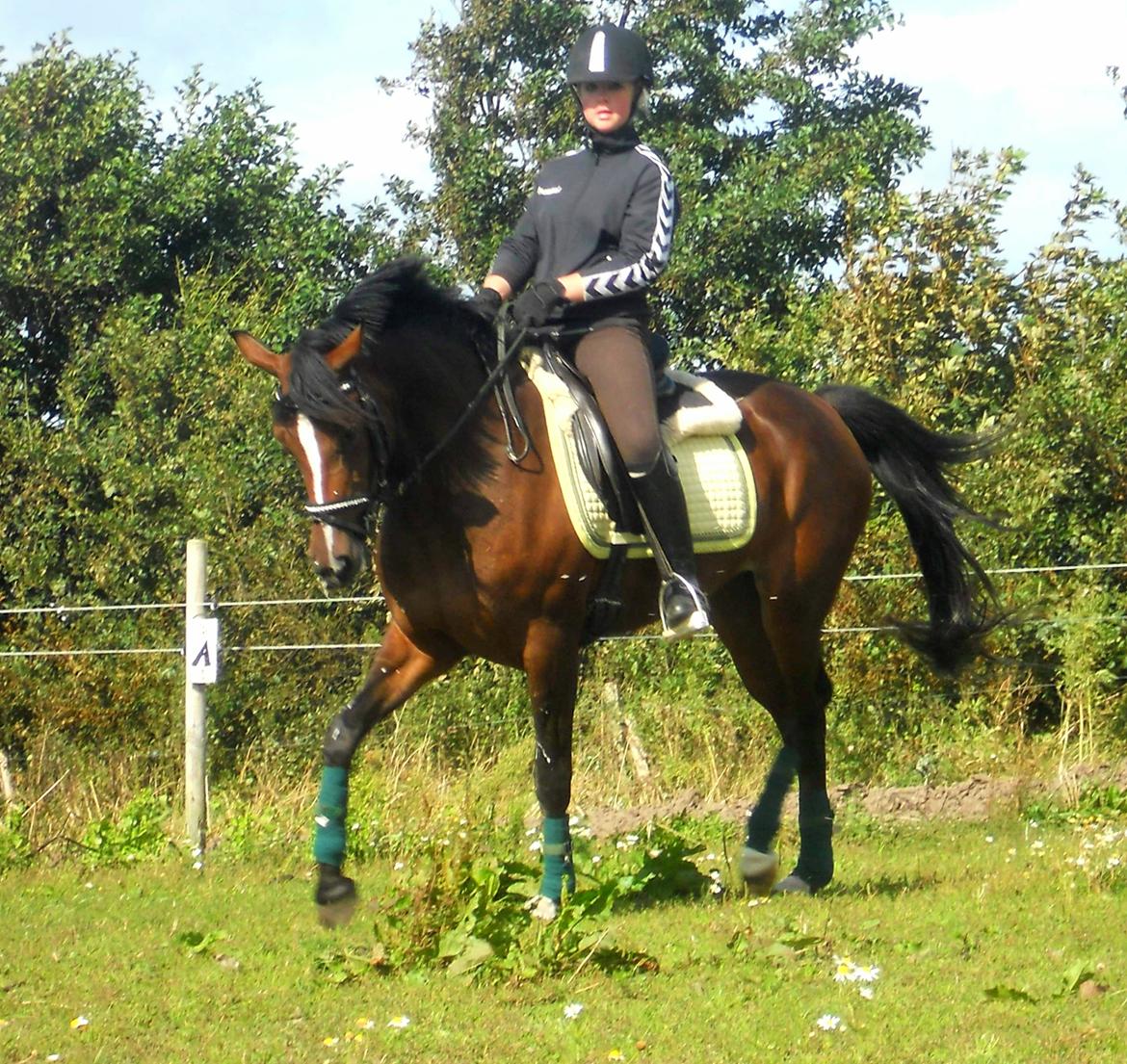 Welsh Partbred (Sec F) Miss Daisy (SOLGT) billede 7