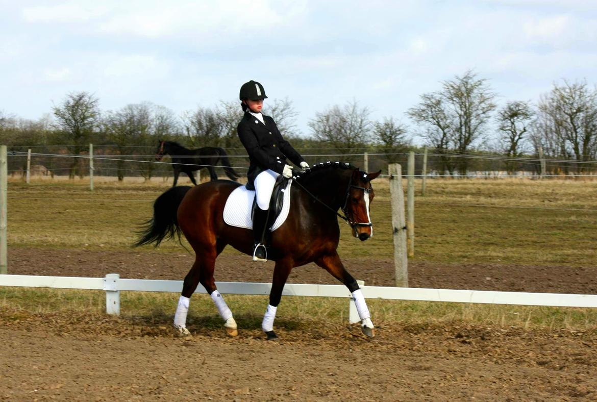 Welsh Partbred (Sec F) Miss Daisy (SOLGT) billede 10