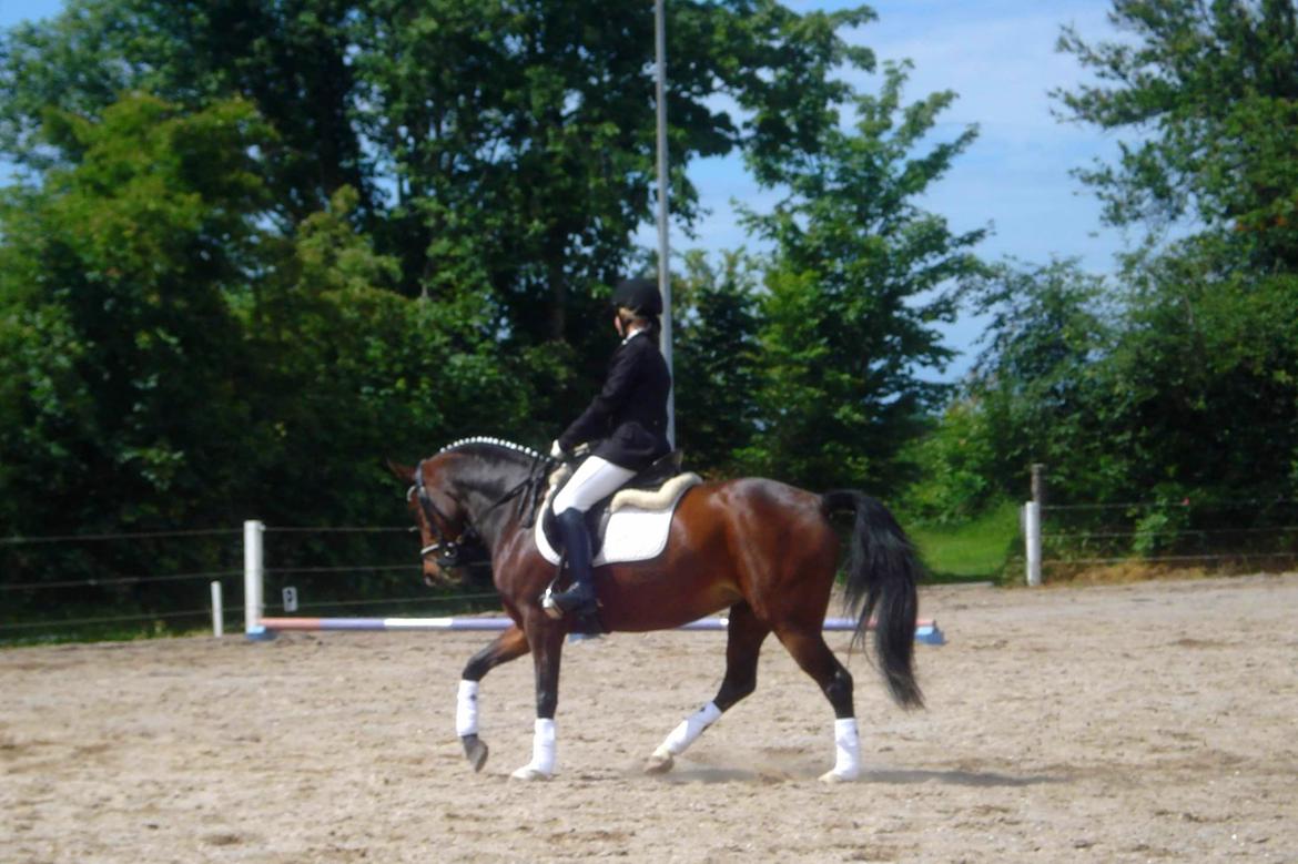 Welsh Partbred (Sec F) Miss Daisy (SOLGT) billede 8