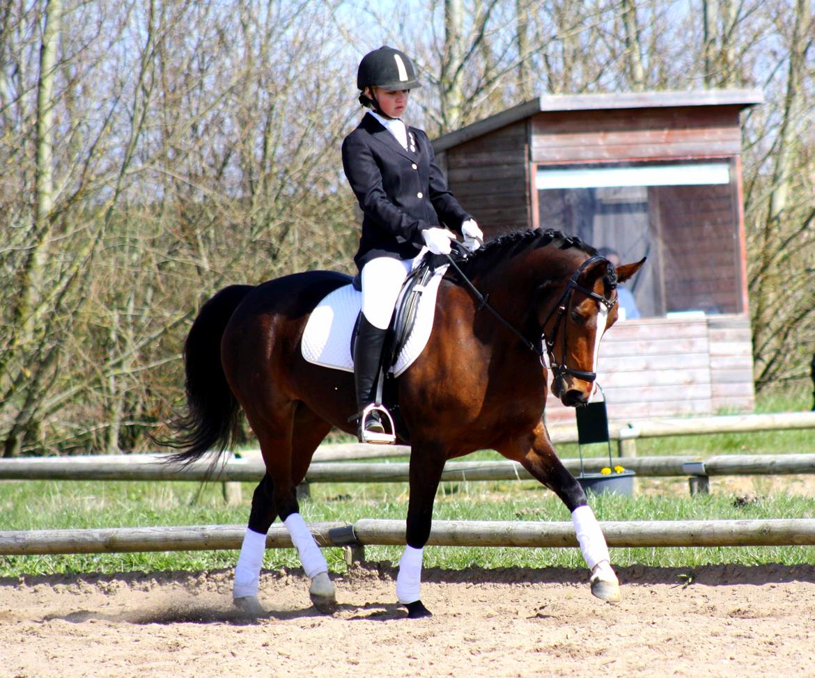 Welsh Partbred (Sec F) Miss Daisy (SOLGT) billede 9