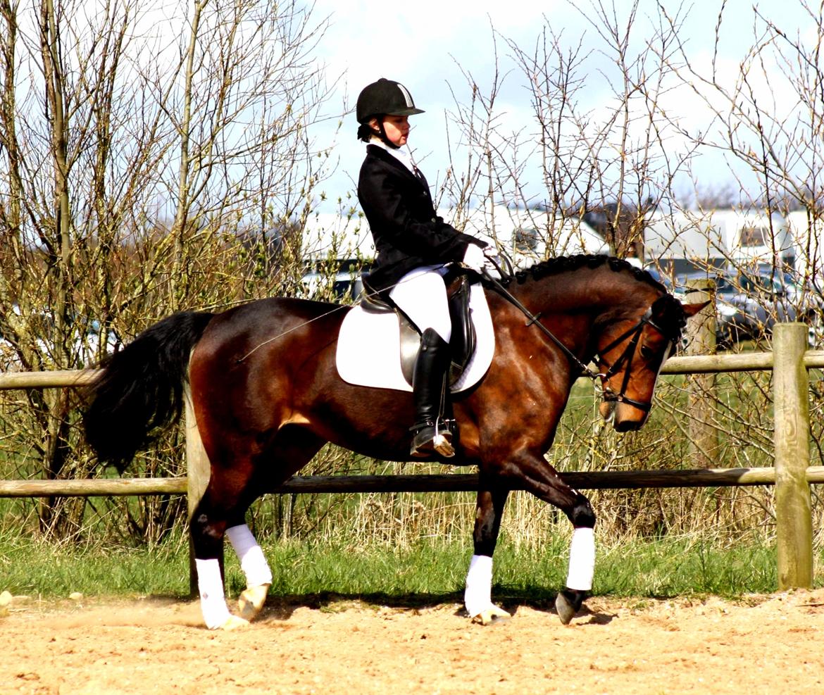 Welsh Partbred (Sec F) Miss Daisy (SOLGT) billede 13