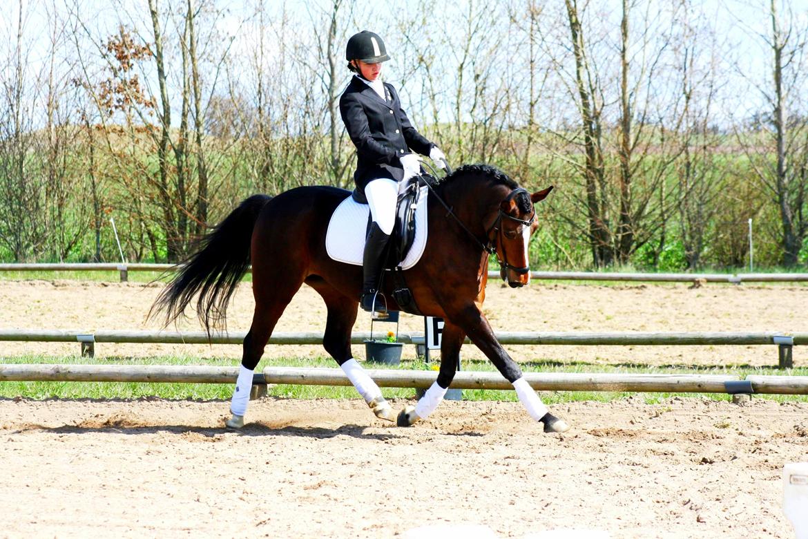 Welsh Partbred (Sec F) Miss Daisy (SOLGT) billede 14