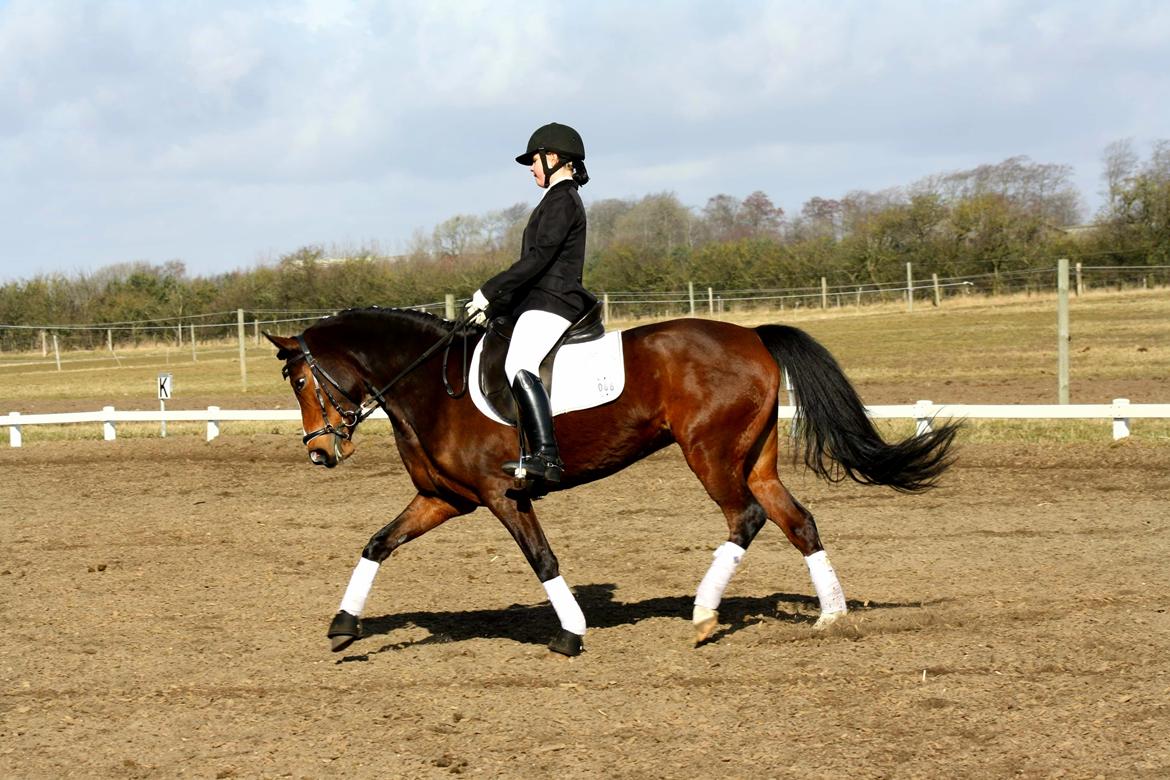 Welsh Partbred (Sec F) Miss Daisy (SOLGT) billede 15