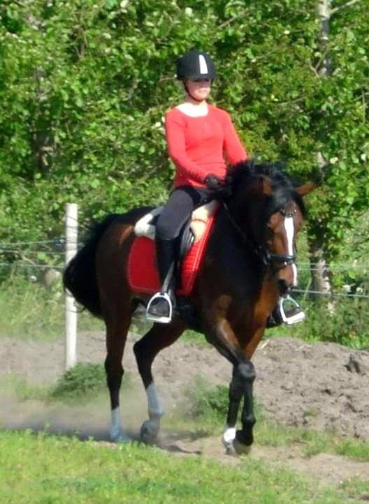 Welsh Partbred (Sec F) Miss Daisy (SOLGT) billede 18