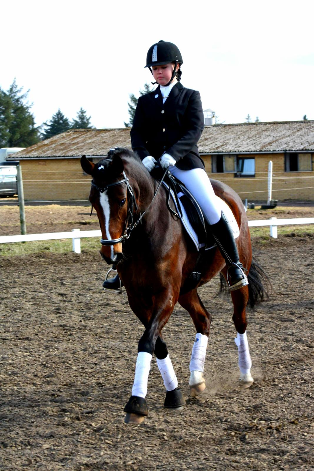 Welsh Partbred (Sec F) Miss Daisy (SOLGT) billede 19