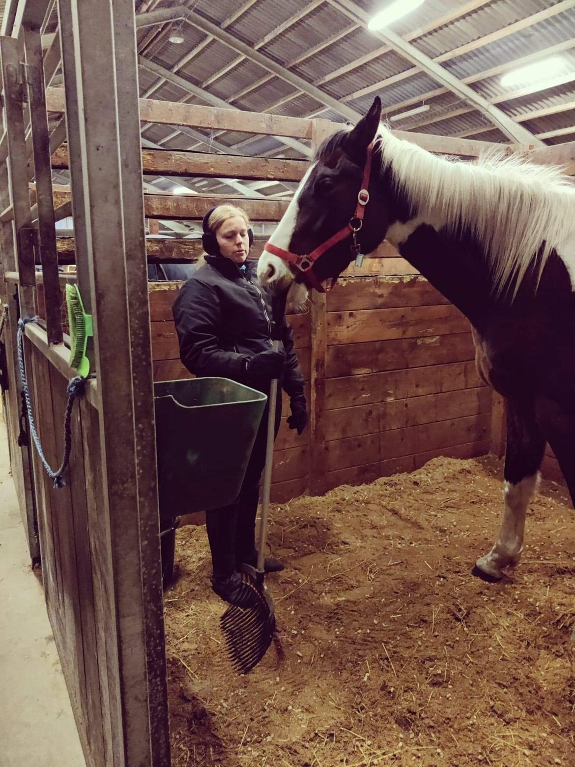 Pinto Løvegaardens Lurifax Wito billede 13