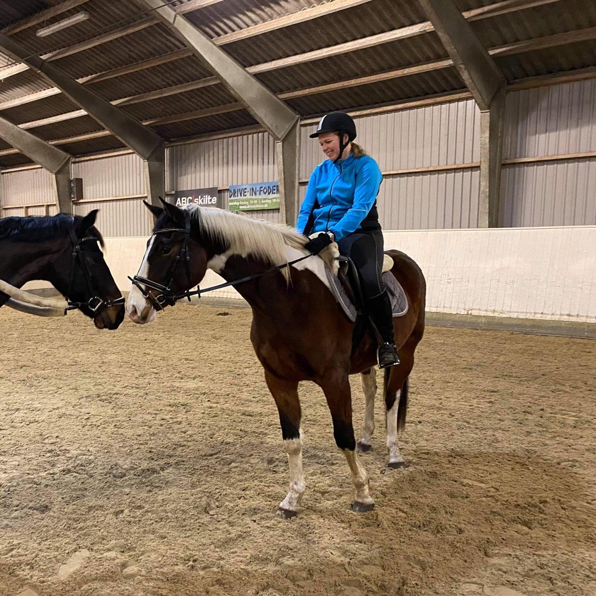 Pinto Løvegaardens Lurifax Wito billede 14