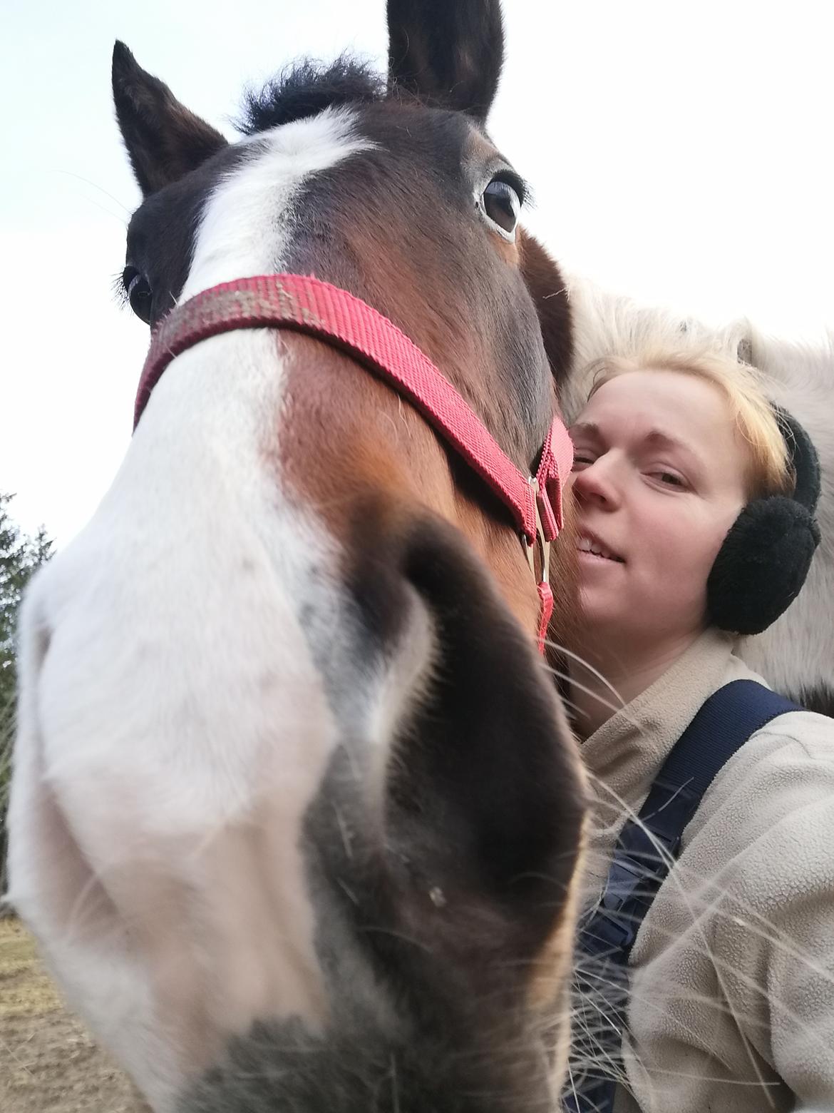 Pinto Løvegaardens Lurifax Wito billede 4