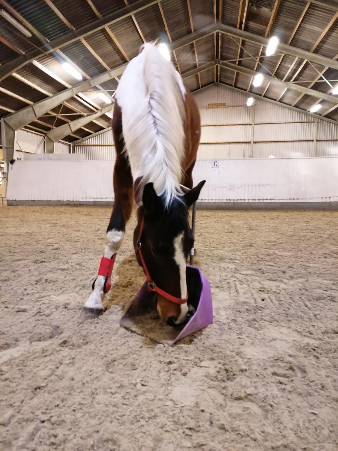 Pinto Løvegaardens Lurifax Wito billede 15