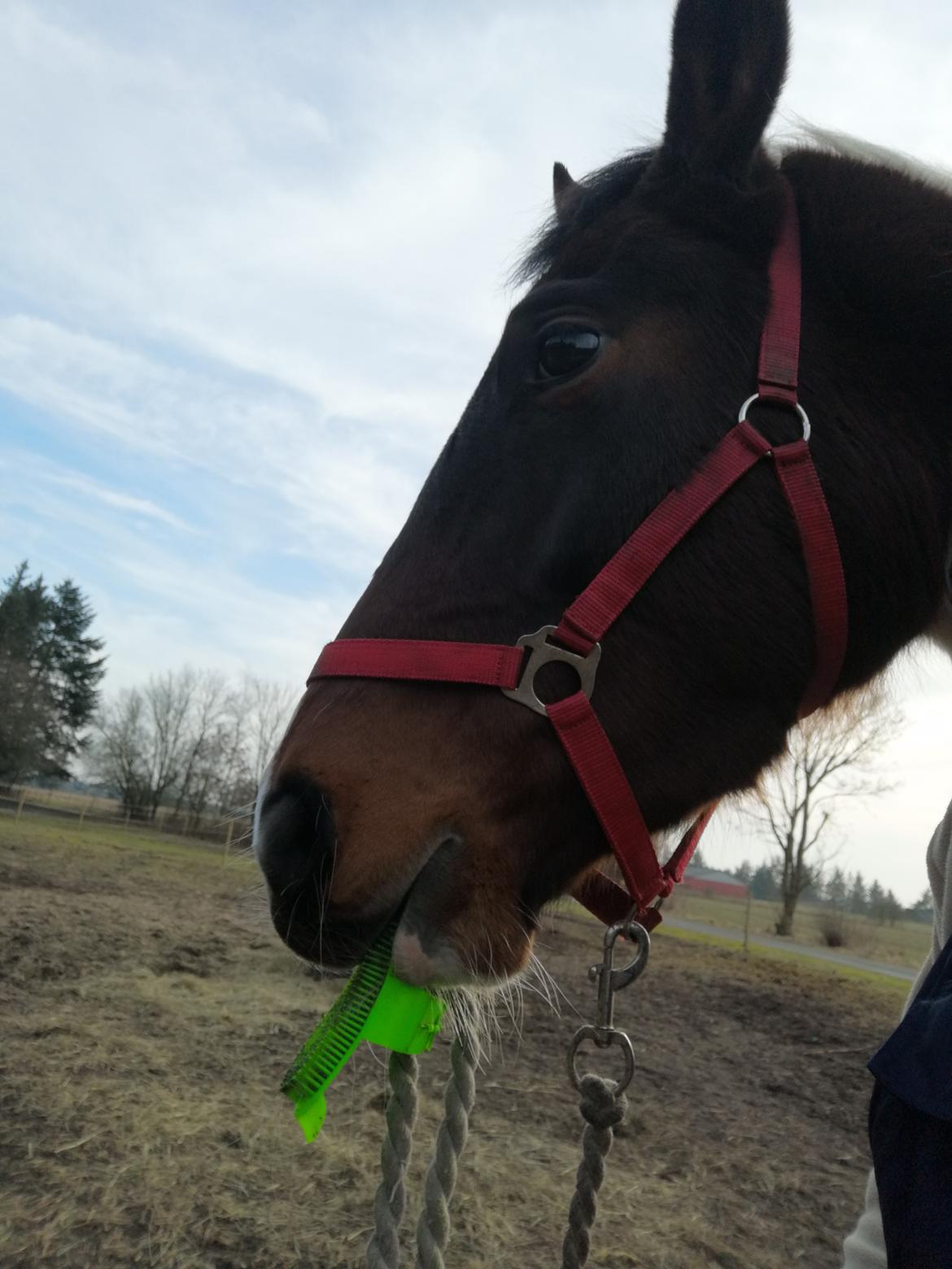 Pinto Løvegaardens Lurifax Wito billede 17