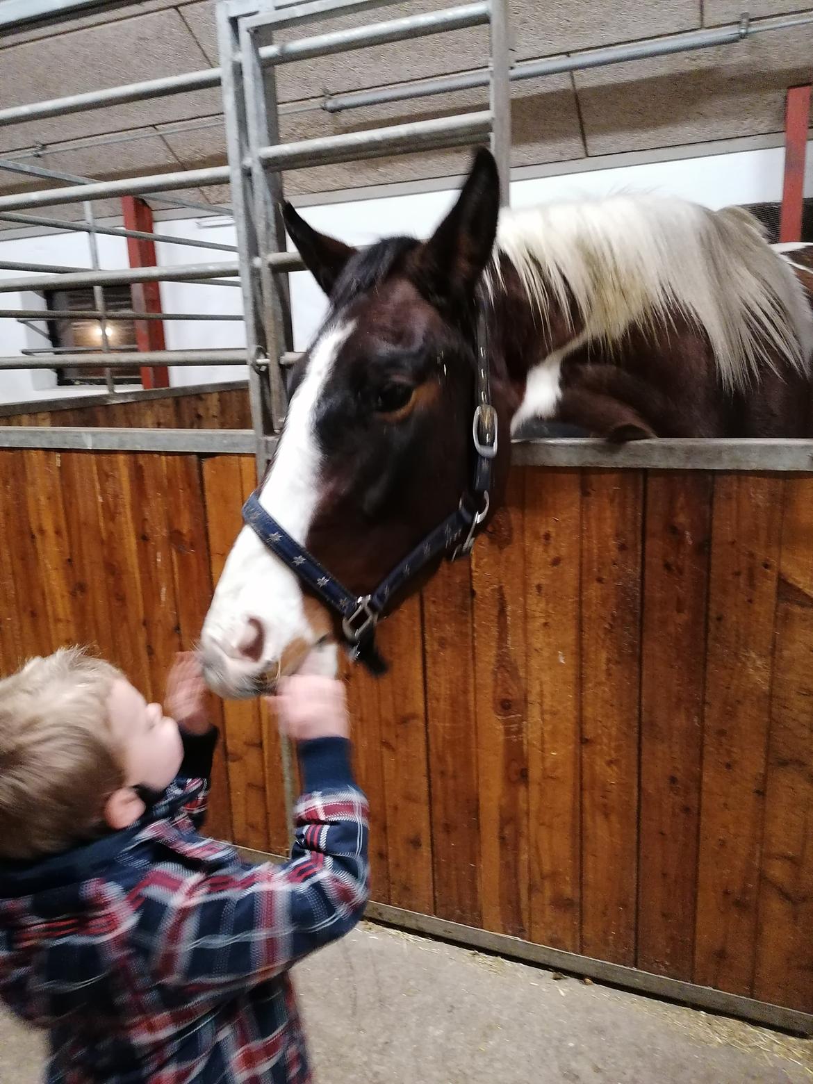 Pinto Løvegaardens Lurifax Wito billede 18