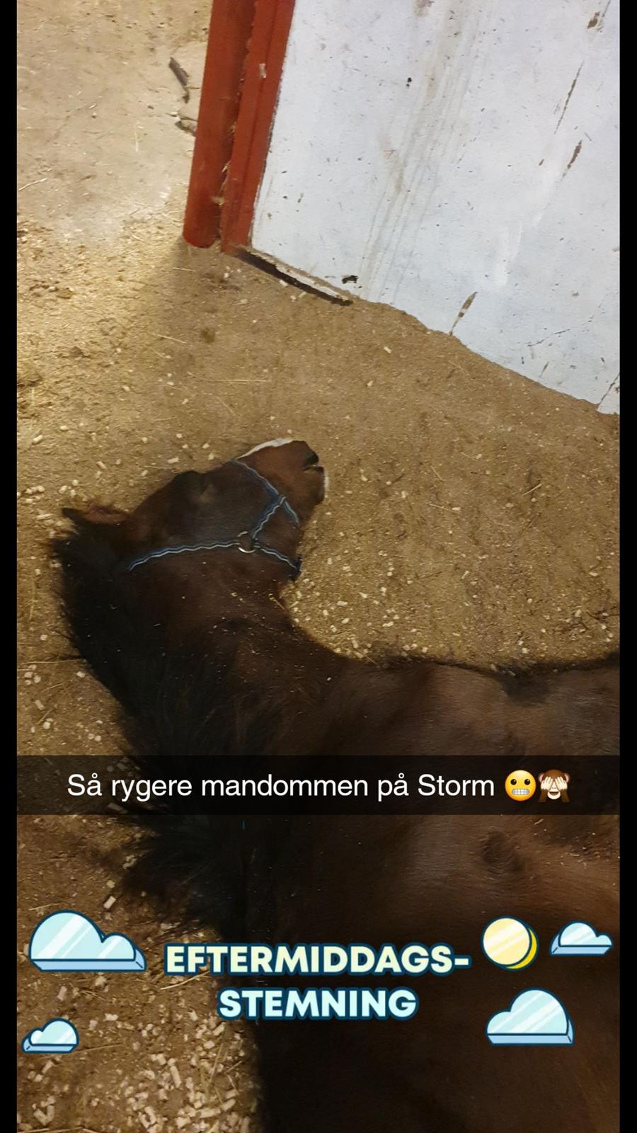 Welsh Partbred (Sec F) Struntze's fabulous painted billede 11