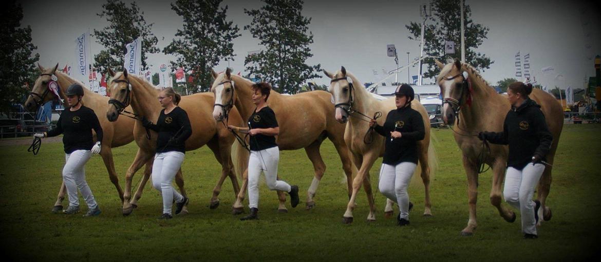 Palomino Kærgaardens Amarone billede 6