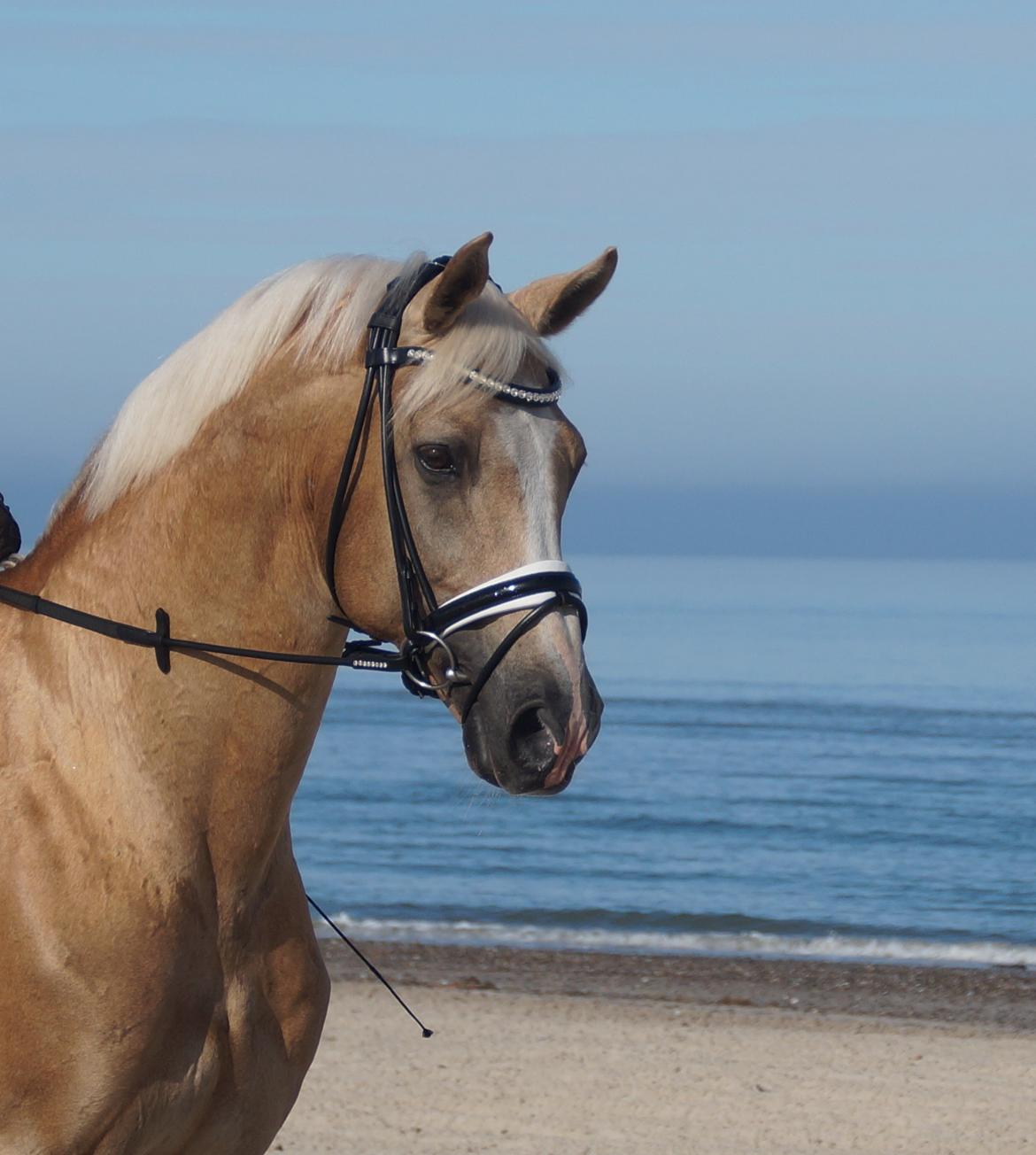 Palomino Kærgaardens Amarone billede 1